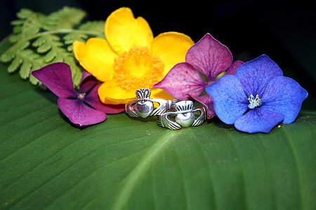 anneaux de Claddagh, fleurs, nature, amour, gros plan, insecte, fleur