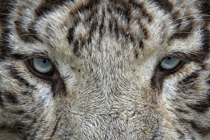 ögon, vit tiger, Tiger, djur, vildkatt, Zoo, Feline