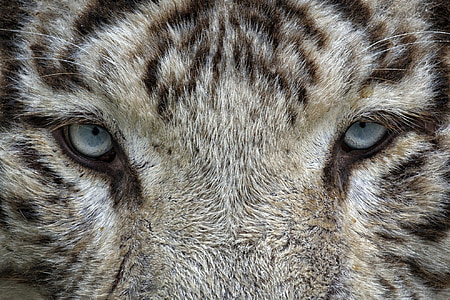 yeux, tigre blanc, Tigre, animal, chat sauvage, Zoo, félin