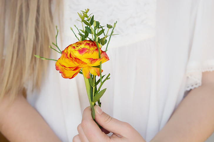 flower, ranunculus, blossom, bloom, yellow red, spring flower, in the hand