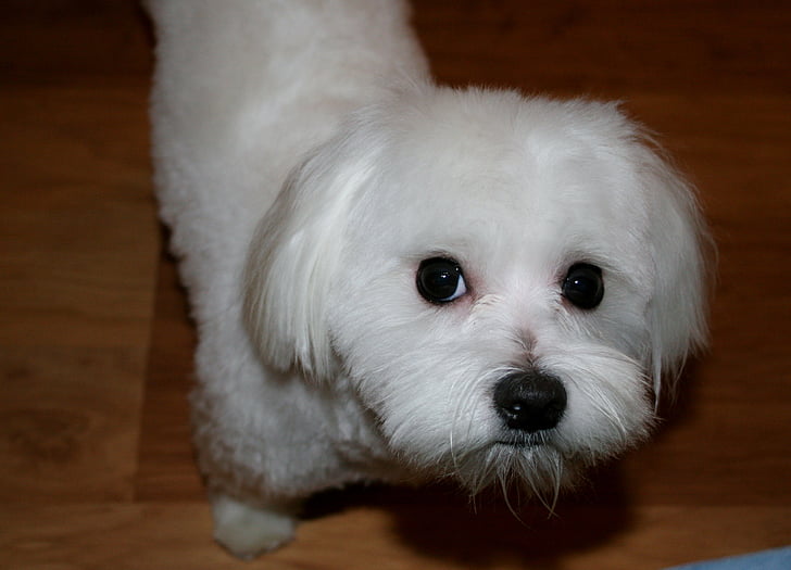maltese, white, dog, canine, pet, pedigree, purebred