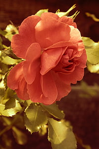 jardí, flor, Rosa, llum, l'estiu, fullatge, flor rosa