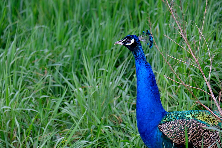 Peacock, vogel, trots, veer, natuur, dier, blauw