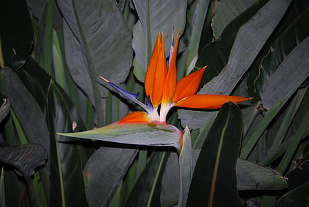 parrot flower, caudata, blossom, bloom, orange, flower, bird of paradise flower