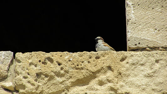 Chypre, Château, fenêtre de, Sparrow, à la recherche