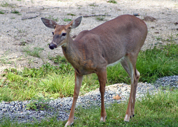 deer, whitetail deer, wildlife, doe, nature, outdoors, white-tailed