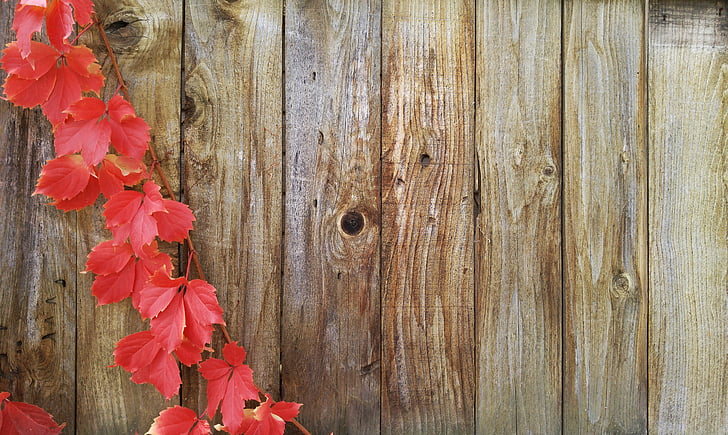 videiras, Outono, cartão de felicitações, Outono, cerca de madeira, madeira - material, folha