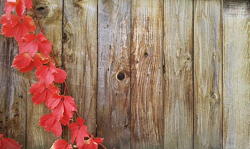 vides, otoño, tarjeta de felicitación, caída, cerca de madera, madera - material, hoja