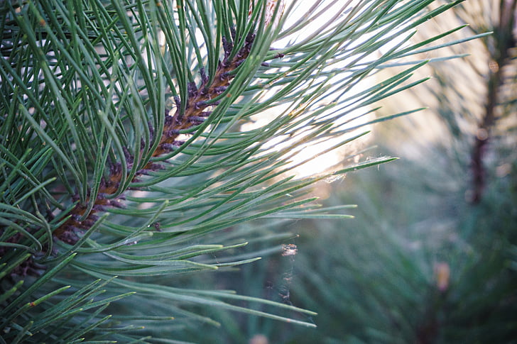 close, photo, green, pine, tree, daytime, leaf