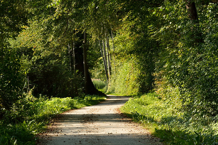 suite, chemin forestier, nature, arbres, Lane, sentier, automne