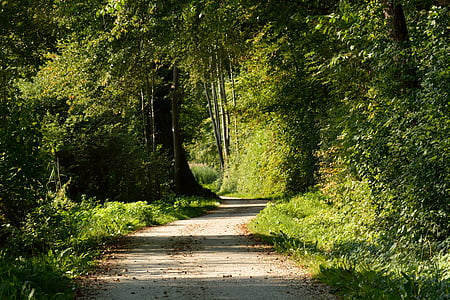 distància, camí del bosc, natura, arbres, carril, sender, tardor