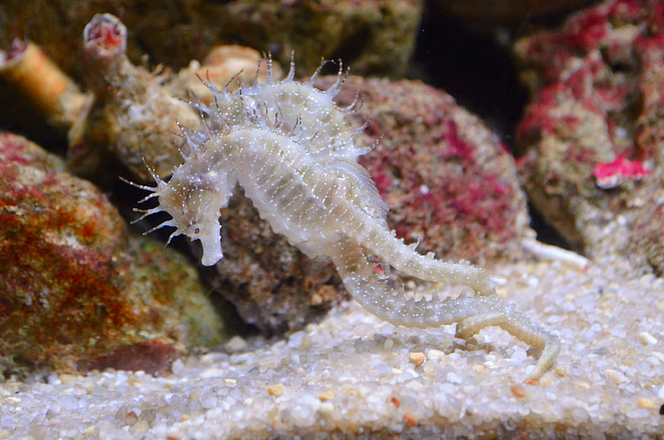 hippocampe, créature aquatique, mer, océan, sous l’eau, animal, récif