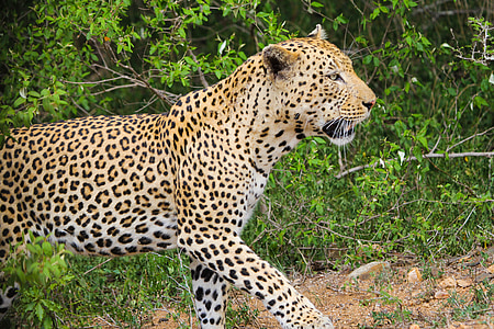 Леопард, Дикие животные, Природа, Дикая жизнь, Дикий, Южная Африка