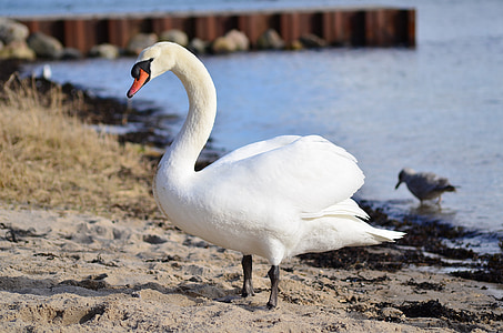 bird, water, swans, animal, feather, waters, wildlife photography