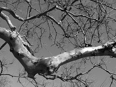 rama, árbol, retorcidos, brazo, codo, naturaleza, temporada