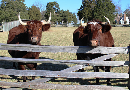 oxen, fence, agriculture, animals, livestock, rails, domestic