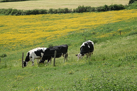 Auvergne, vaci, pre, câmp, vite, munte, drumeţii