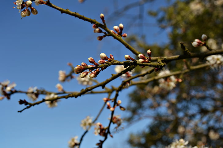 blossoms, flower buds, tree, branches, spring, blue sky, nature