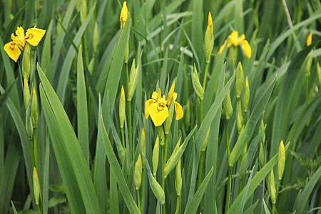 Iris, groc, flors, flor, natura, jardí, schwertliliengewaechs