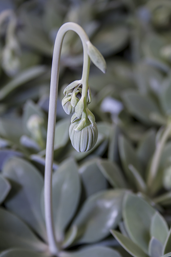 Senecio cephaluphorus, fleur tige, Senecio, gris argenté, feuilles, succulentes, Silver
