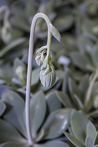 Senecio cephaluphorus, tallo de flor, Senecio, gris plata, hojas, suculenta, plata