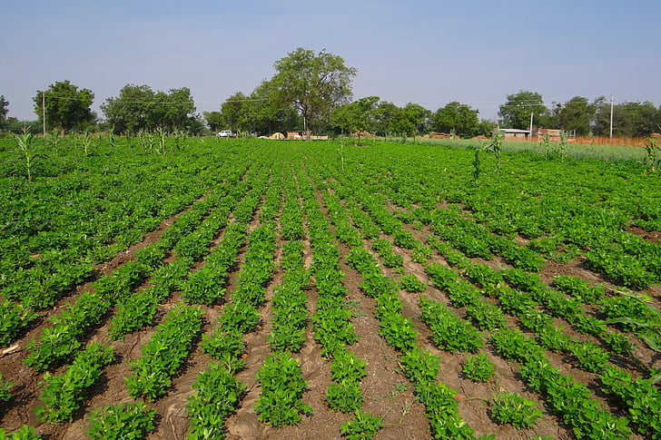 фъстъчено поле, фъстъчено култури, Селско стопанство, маслодайни семена, Карнатака, Индия