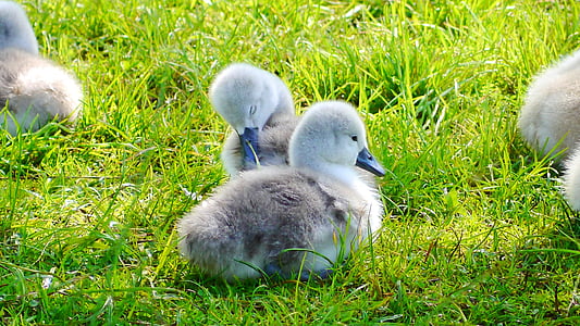 swan, bird, chicks, young, grey, fluffy, water bird