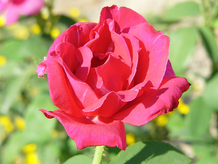 Rosa, kukka, makro, kukat, Puutarha, Luonto, vaaleanpunainen
