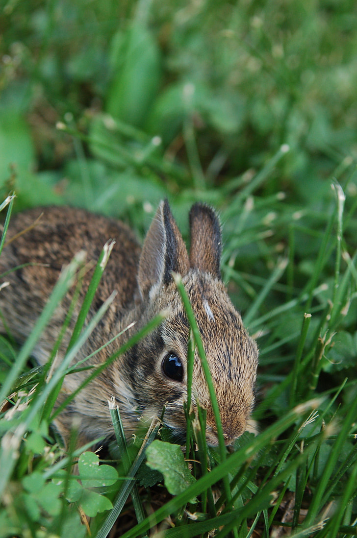 Bunny, konijn, schattig, schattig, Pasen, dier, weinig