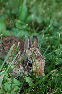zajačik, králik, milý, rozkošný, Veľkonočné, zviera, malý