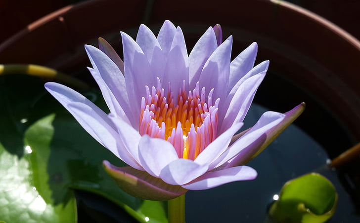 Lotus, Purple, plante, naturel, fleur, fraîcheur, pétale