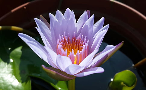 Lotus, лилаво, растителна, естествени, цвете, свежест, венчелистче