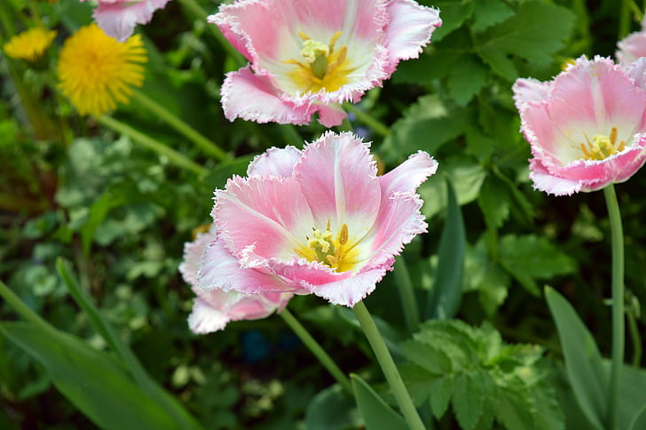 Tulip, Rosa, vit, bicolor, mild, knopp, blomma