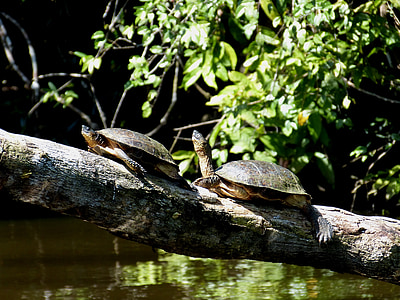 turtles, turtle, animal, water creature, log, sit, sun