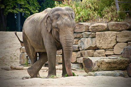 planckendael, slon, živalski vrt