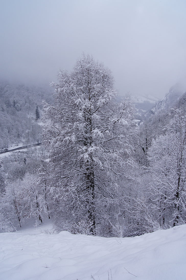 пейзаж, сняг, дърво, бяло, студено, мъгла, зимни