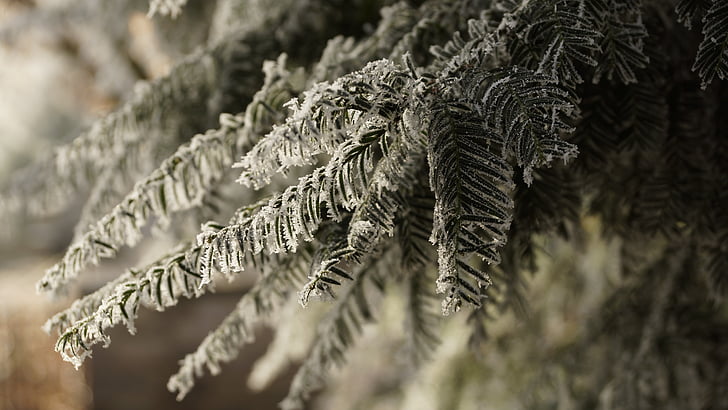 drevo, bela, zelena, božič, pozimi, LED, sneg