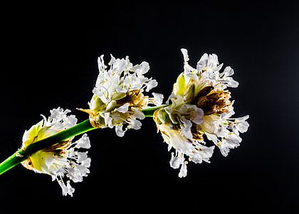μικρό λουλούδι, Αγριολούλουδο, λευκό, άνθος, άνθιση, λουλούδι, μακροεντολή