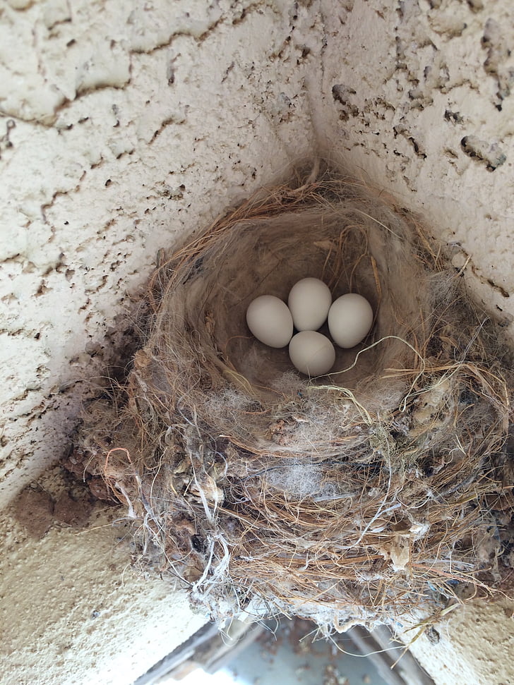 ptak, jaja, Nest egg