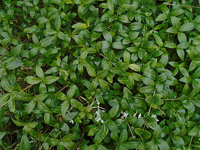 фон, Евъргрийн, след дъжд, увивни растения, Грийн, природата, листа