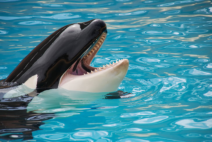 Loro Parque, Orca, fisk