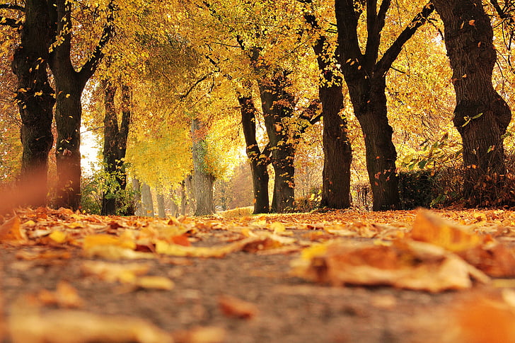 alej, podzim, podzimní barvy, podzimní listí, rozostření, detail, Omalovánky