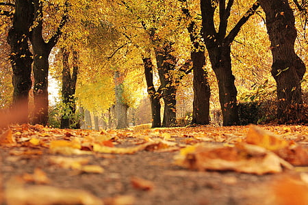 alėja, rudenį, rudens spalvos, rudeniniai lapai, užtamsinti, detalus vaizdas, dažymas