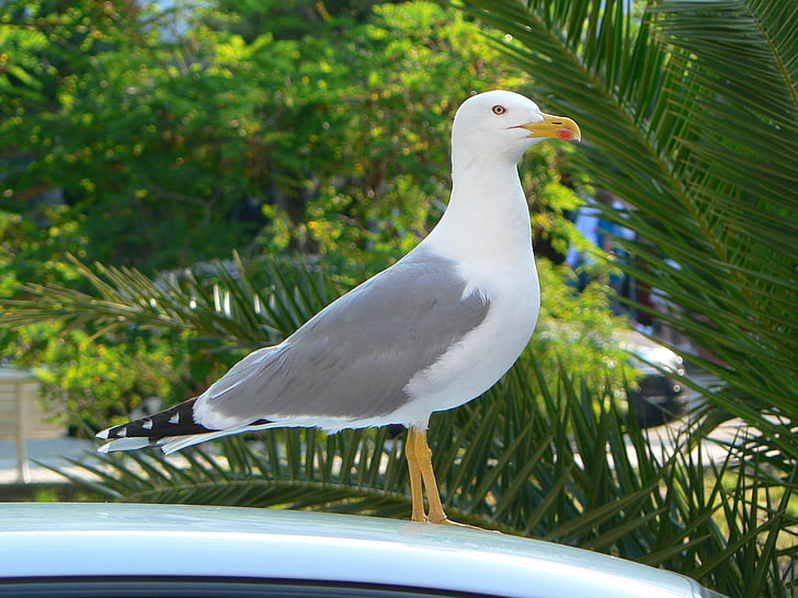 seagull, urban wildlife, ave, bird, seabirds