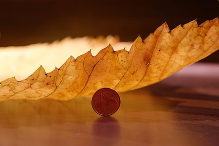 Elm leaf, Brest horský, makro, Zavrieť, Elm listy, porovnanie veľkosti, cent