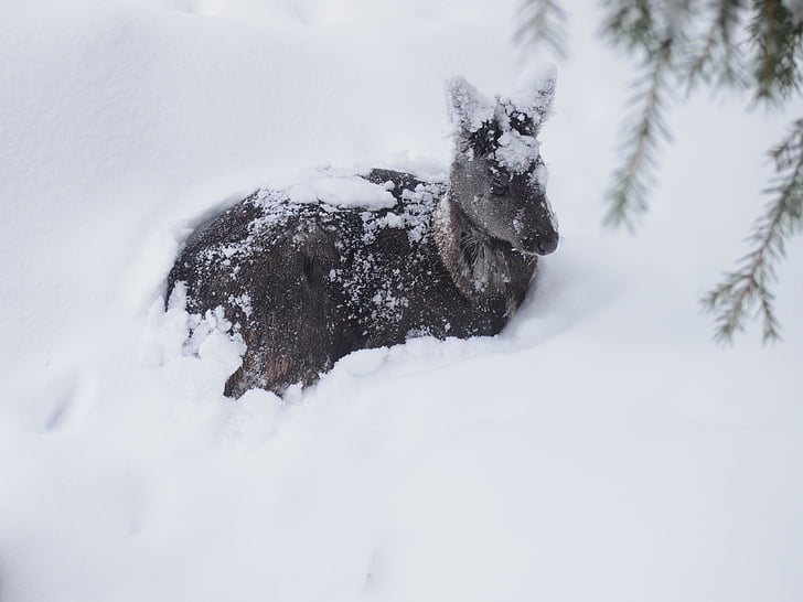 hjort, dyr, Vinter, snø, snø scene, Finland