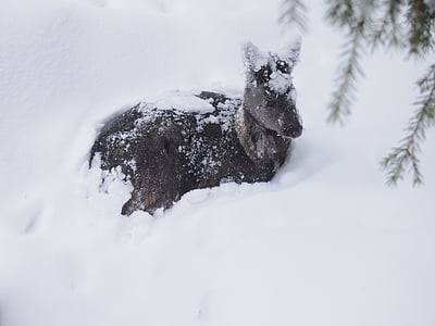 鹿, 动物, 冬天, 雪, 雪景, 芬兰