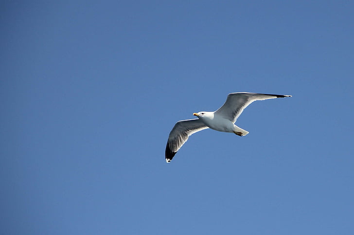 seagull, fly, sky, bird, coast, flight, blue
