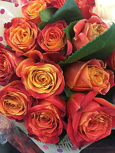τριαντάφυλλα, τριαντάφυλλο, λουλούδι, floral, Αγάπη, φύση, άνθος
