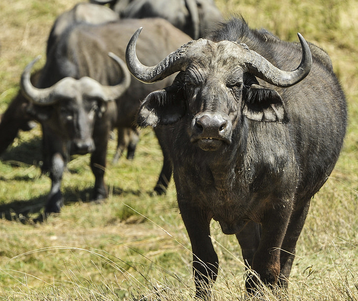 cape buffalo, africa, wildlife, bovine, wild, horn, savannah